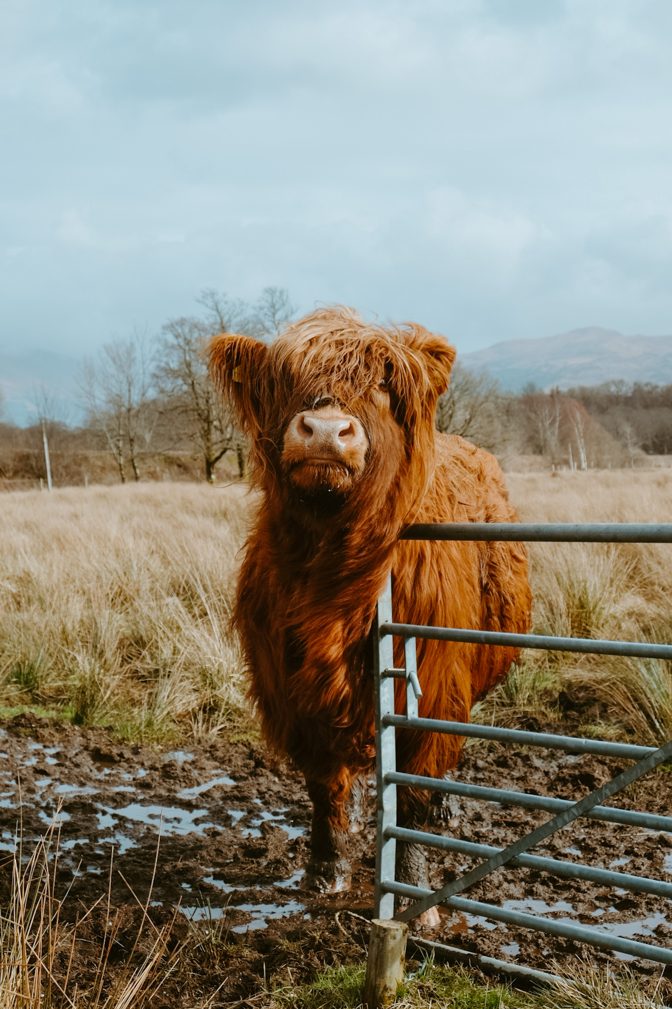Highland cow near Kilchurn Castle, Scotland.