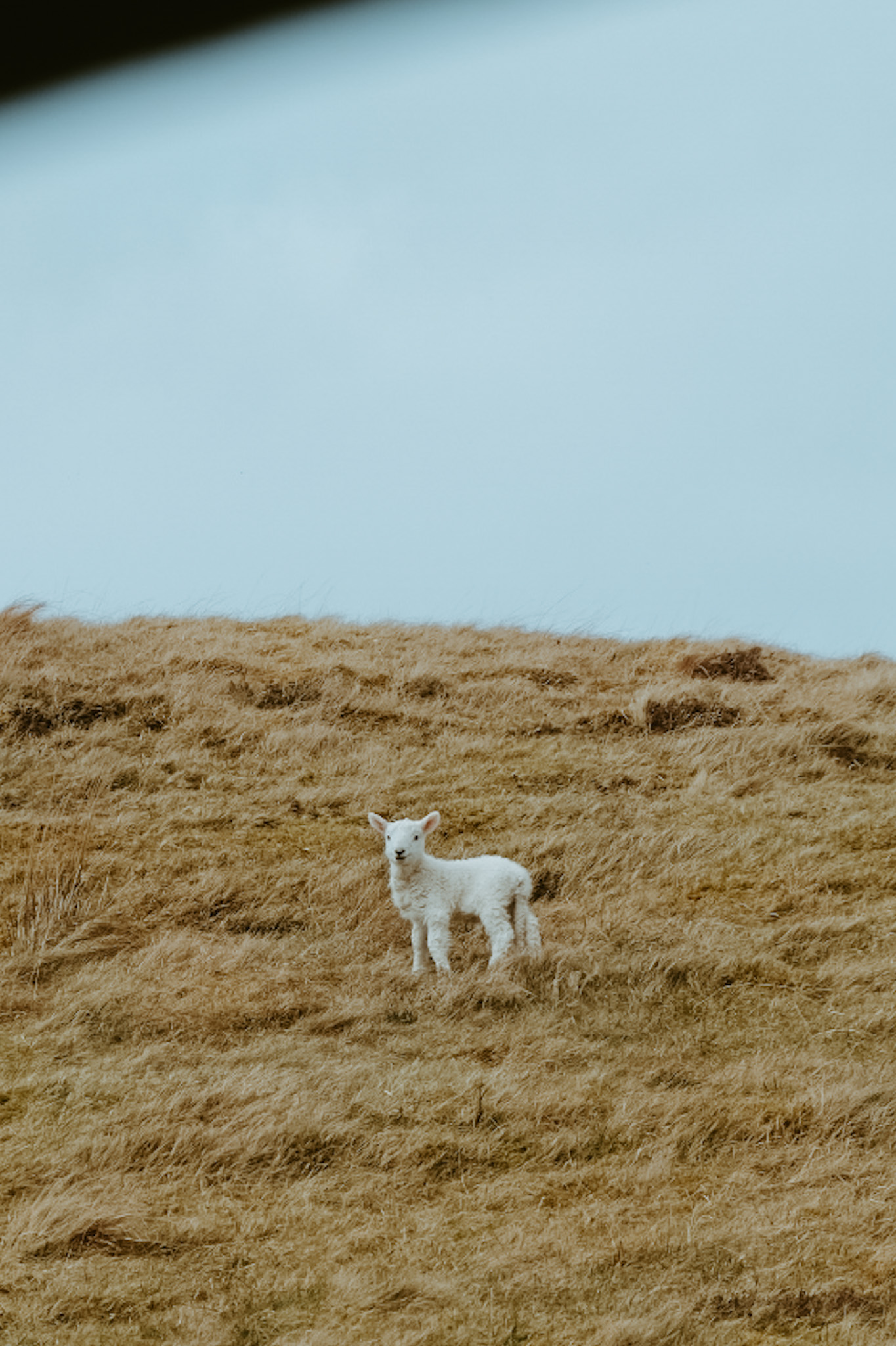 Baby lamb on Isle of Skye, Scotland.
